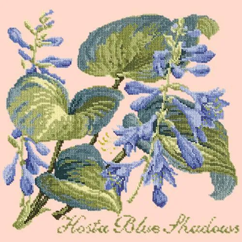 Hosta Blue Shadows