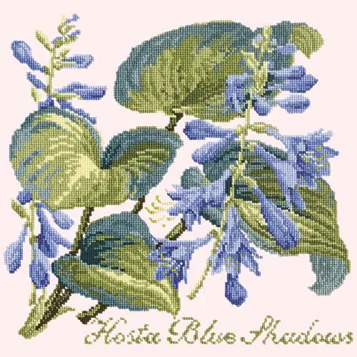 Hosta Blue Shadows