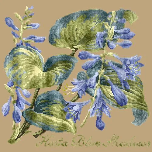 Hosta Blue Shadows