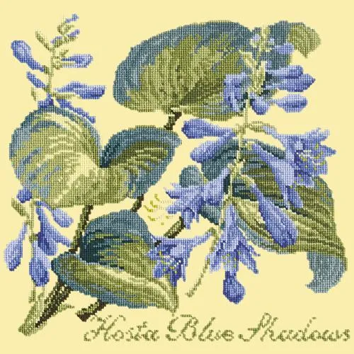 Hosta Blue Shadows