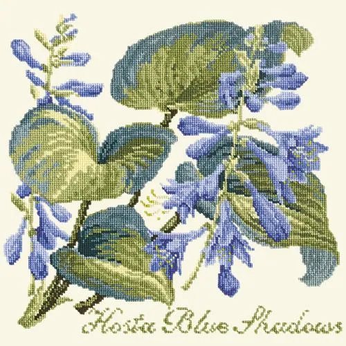 Hosta Blue Shadows