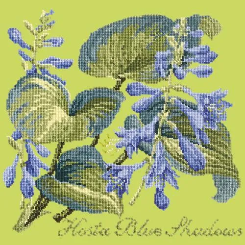 Hosta Blue Shadows