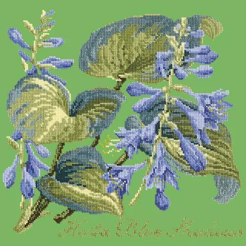 Hosta Blue Shadows