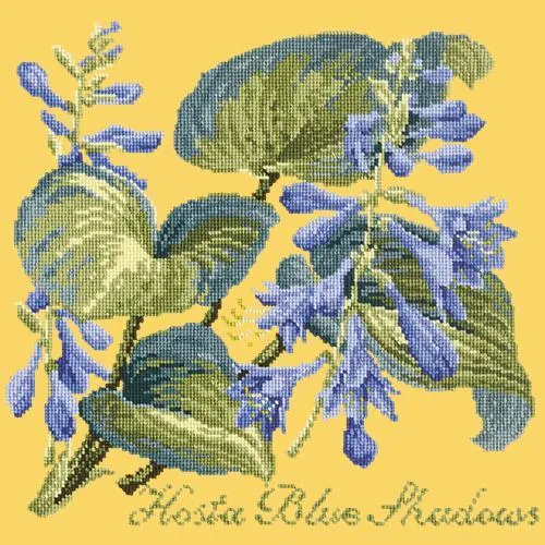 Hosta Blue Shadows