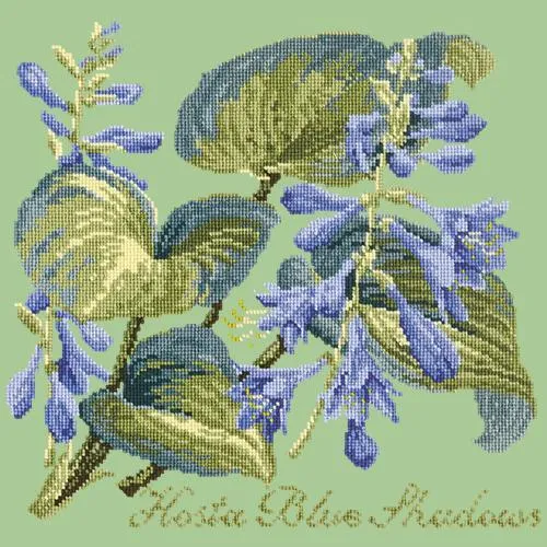 Hosta Blue Shadows