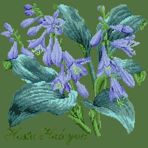 Hosta Halcyon