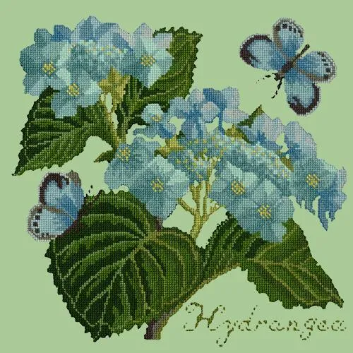 Hydrangea