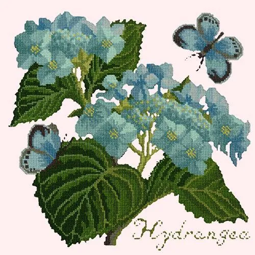 Hydrangea