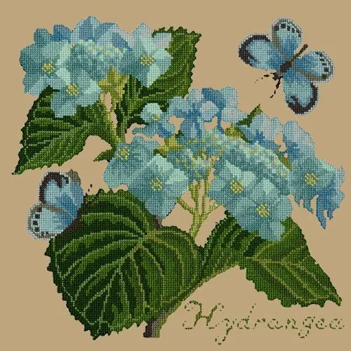 Hydrangea