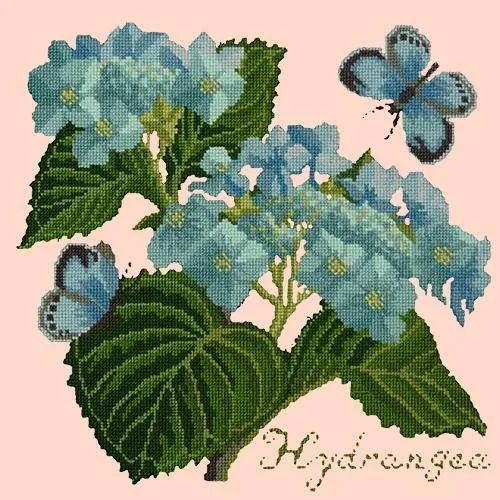 Hydrangea