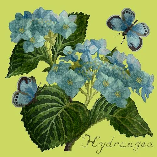 Hydrangea