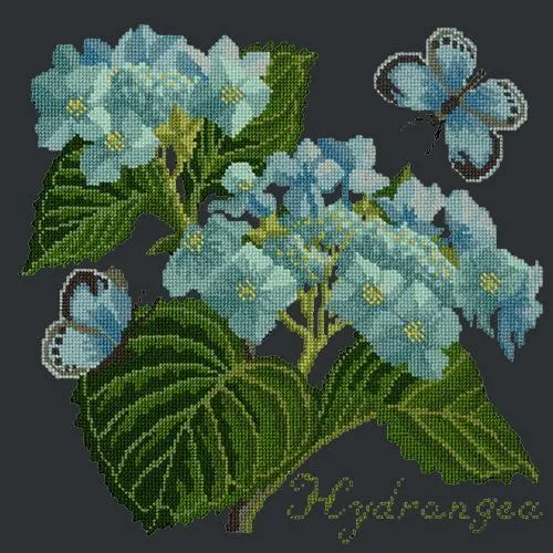 Hydrangea