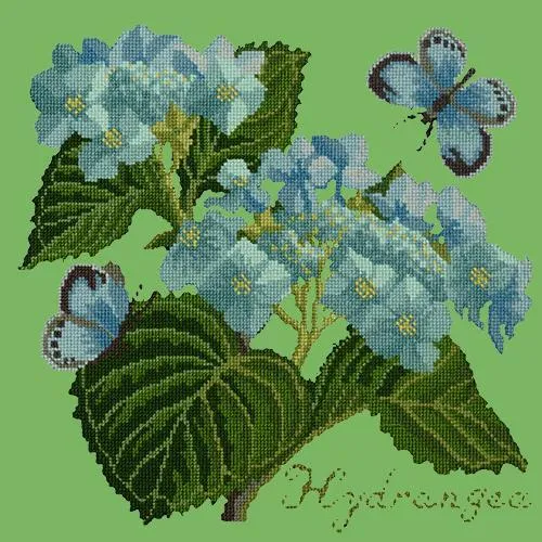 Hydrangea