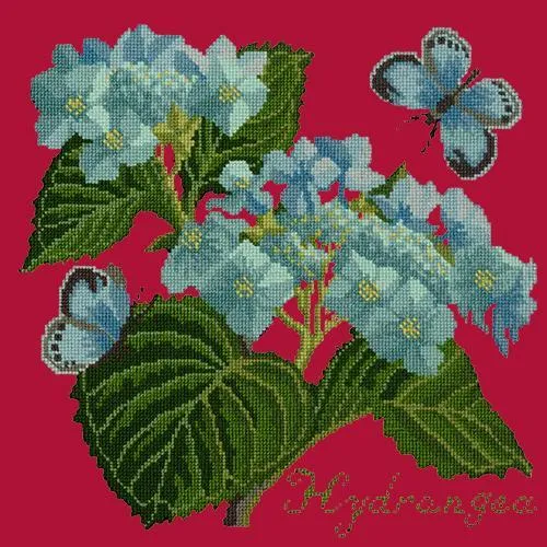 Hydrangea