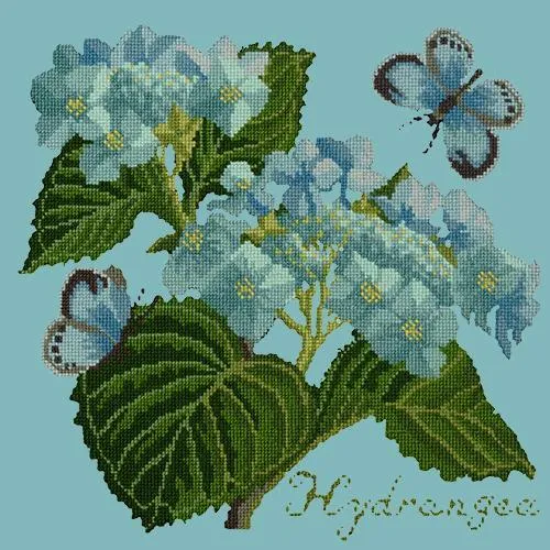 Hydrangea