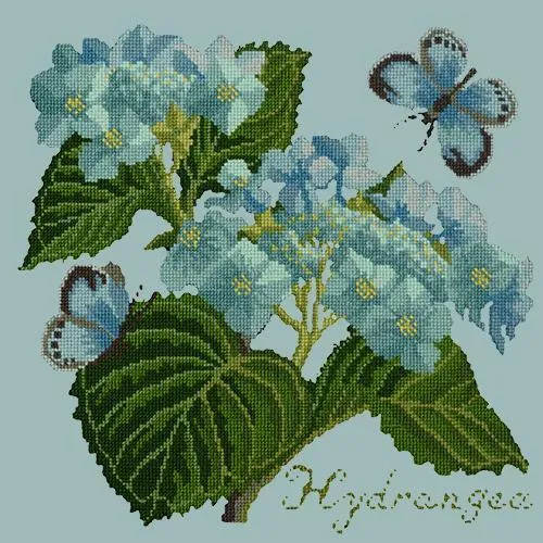 Hydrangea