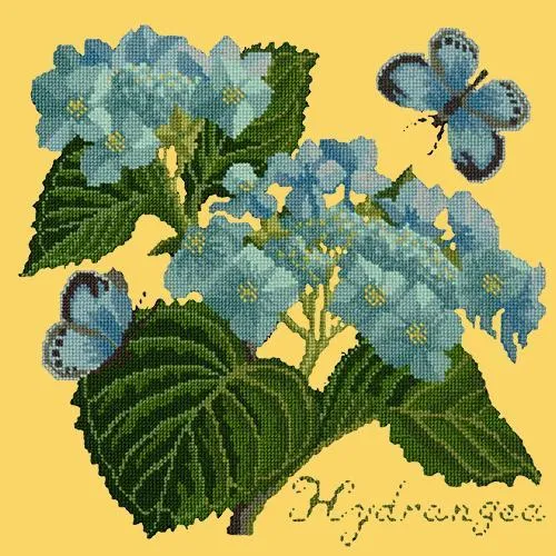 Hydrangea