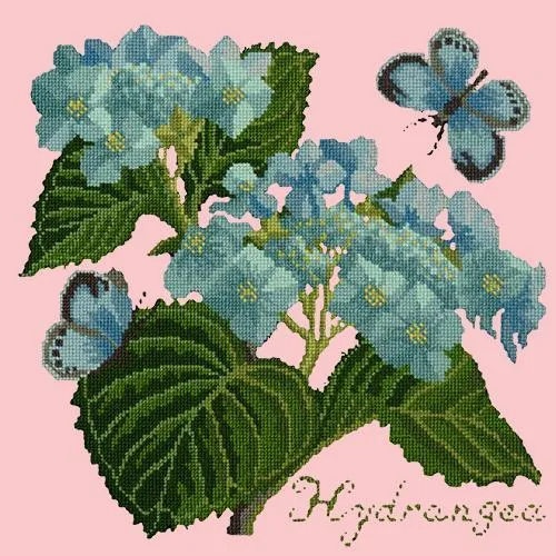 Hydrangea