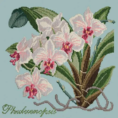 Phalaenopsis (Moth Orchid)
