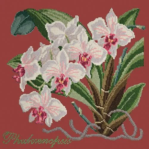 Phalaenopsis (Moth Orchid)