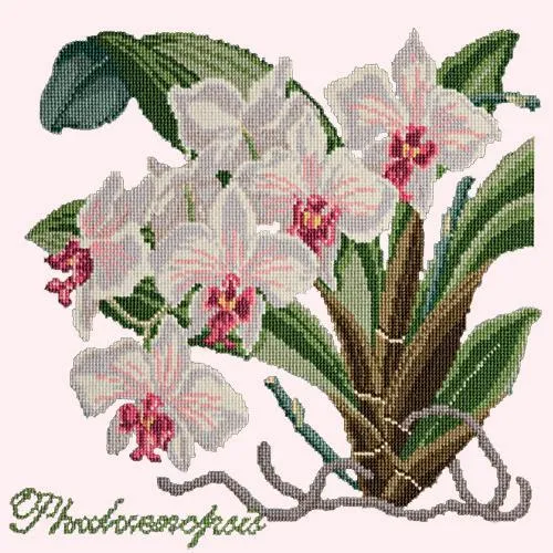 Phalaenopsis (Moth Orchid)