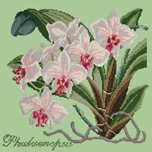 Phalaenopsis (Moth Orchid)
