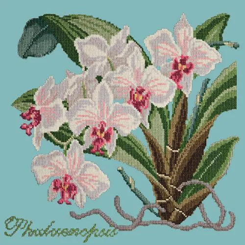 Phalaenopsis (Moth Orchid)