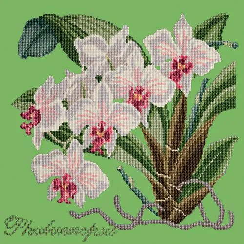 Phalaenopsis (Moth Orchid)