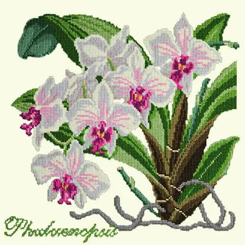 Phalaenopsis (Moth Orchid)