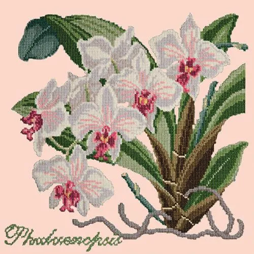 Phalaenopsis (Moth Orchid)