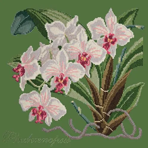 Phalaenopsis (Moth Orchid)
