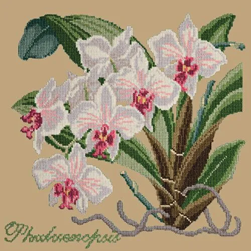 Phalaenopsis (Moth Orchid)