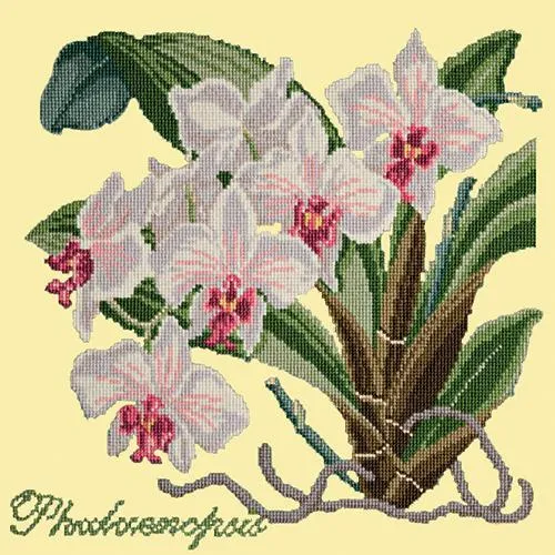 Phalaenopsis (Moth Orchid)
