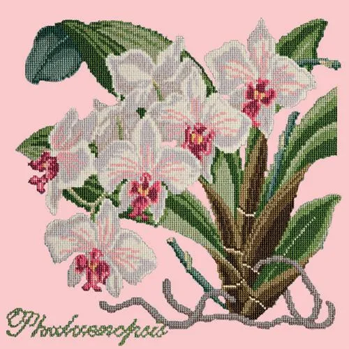 Phalaenopsis (Moth Orchid)