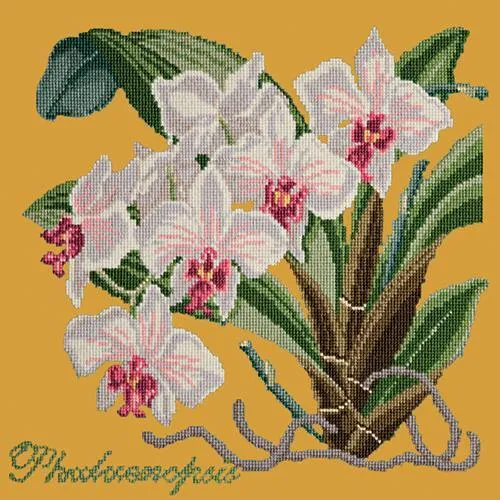 Phalaenopsis (Moth Orchid)