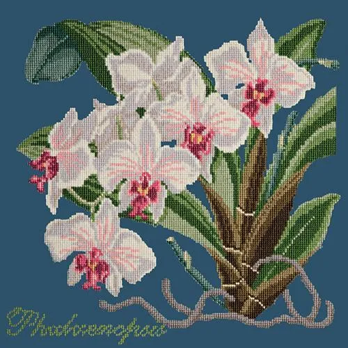 Phalaenopsis (Moth Orchid)