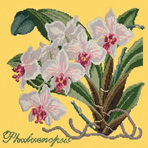 Phalaenopsis (Moth Orchid)