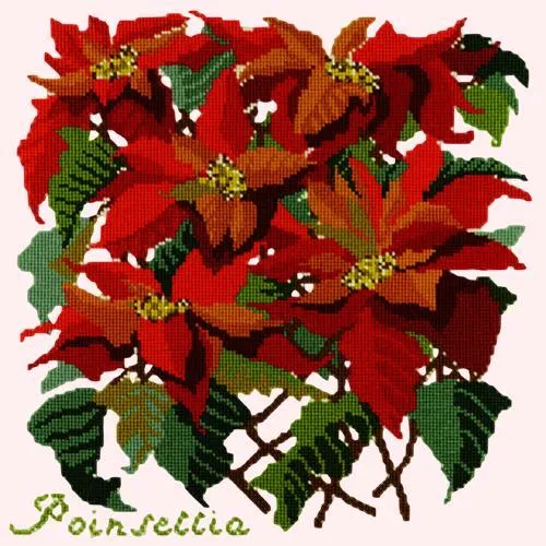 Poinsettia