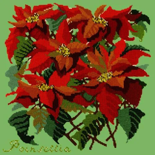 Poinsettia