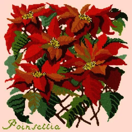 Poinsettia
