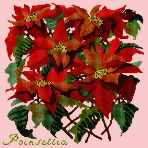 Poinsettia