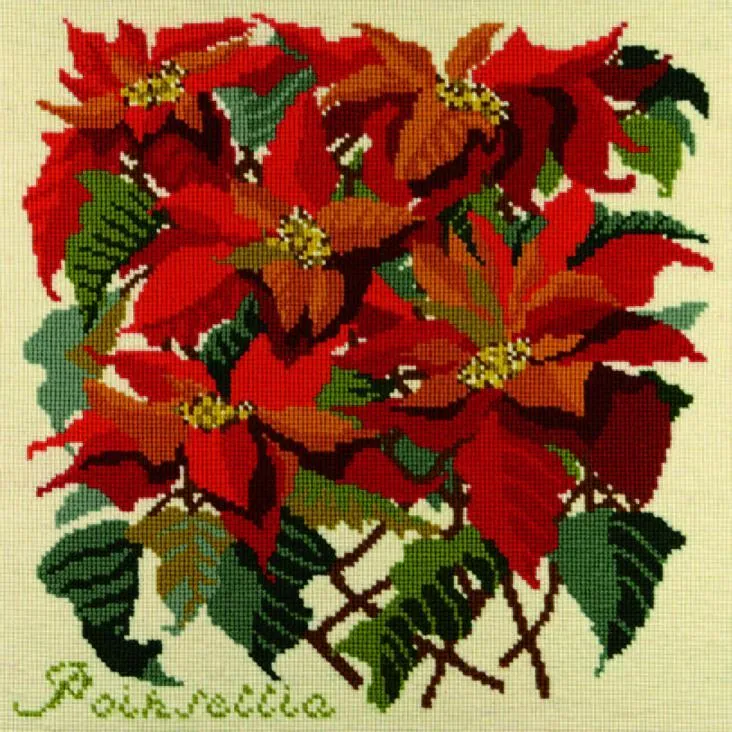 Poinsettia