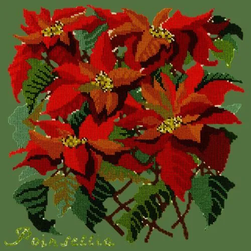 Poinsettia