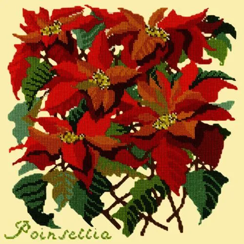 Poinsettia