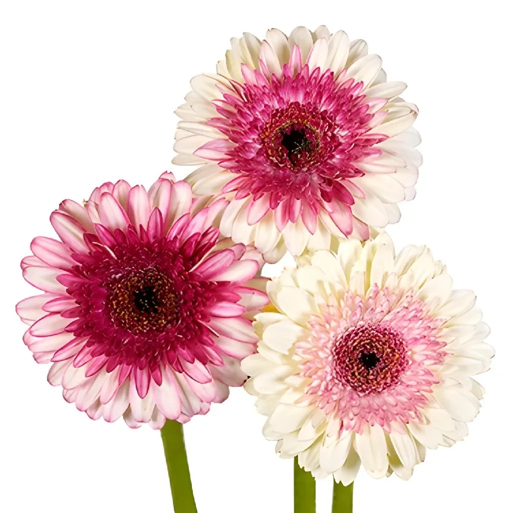 So Charming Mini Gerbera Daisy