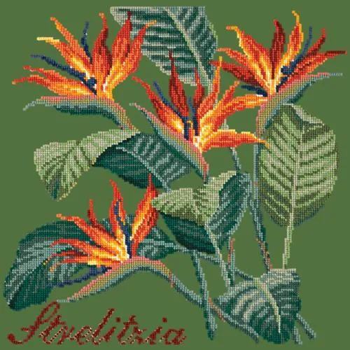 Strelitzia