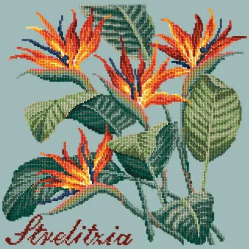 Strelitzia