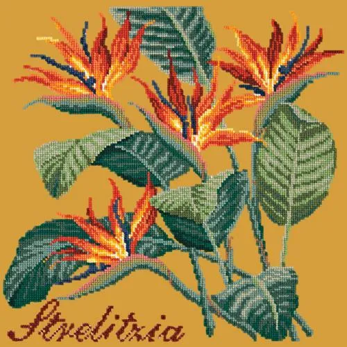 Strelitzia