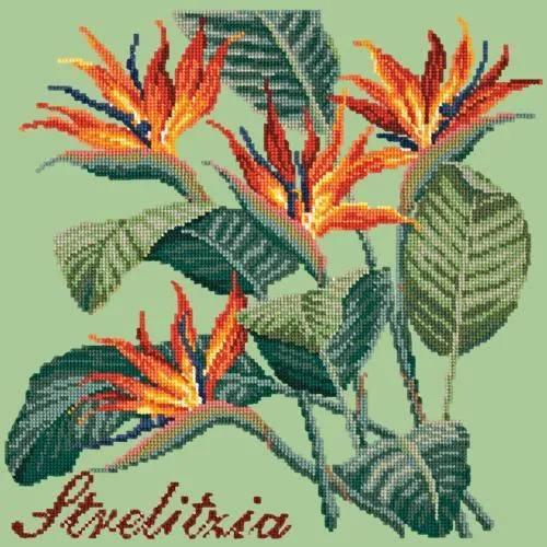 Strelitzia