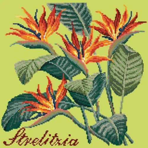 Strelitzia